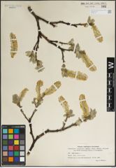Foto von Salix lanata L.